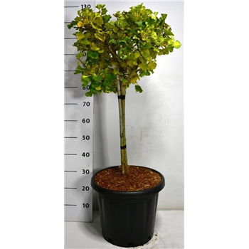 Ginkgo biloba 'Mariken' F00005973