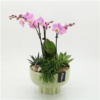 Orhideja Phalaenopsis PHAL-2618RZ creatie 4 pp 55cm 22cm Q4575