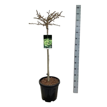 Ginkgo biloba 'Mariken' F00006946