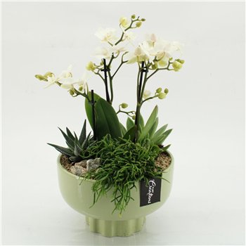 Orhideja Phalaenopsis PHAL-2618W creatie 4 pp 55cm 22cm Q4576