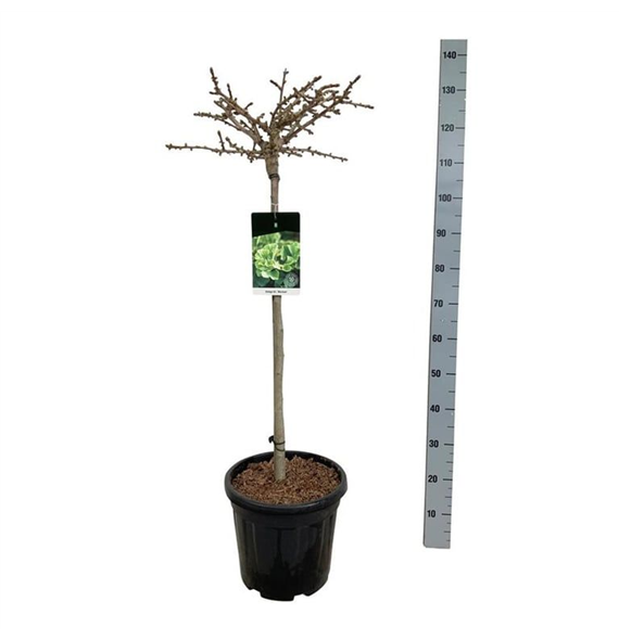 Ginkgo biloba 'Mariken' F00006946