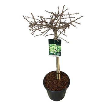 Ginkgo biloba 'Mariken' F00007183