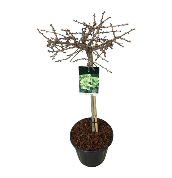 Ginkgo biloba 'Mariken' F00007183