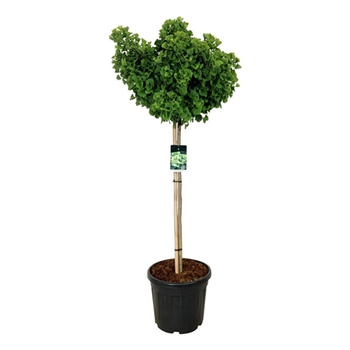 Ginkgo biloba 'Mariken' F00005675