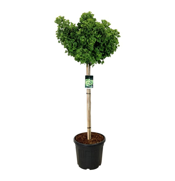 Ginkgo biloba 'Mariken' F00005675