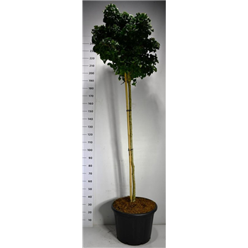 Ginkgo biloba 'Mariken' F00006354