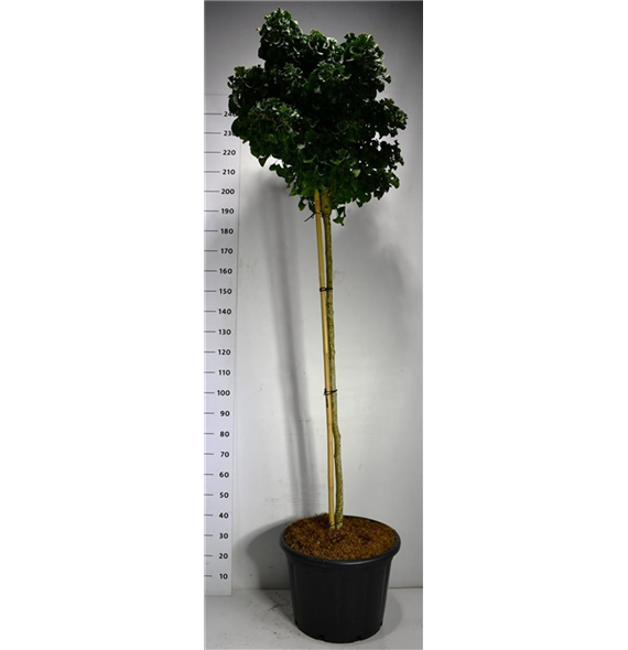 Ginkgo biloba 'Mariken' F00006354