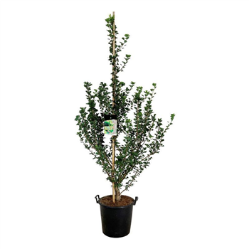 Ginkgo biloba 'Menhir' F00007053