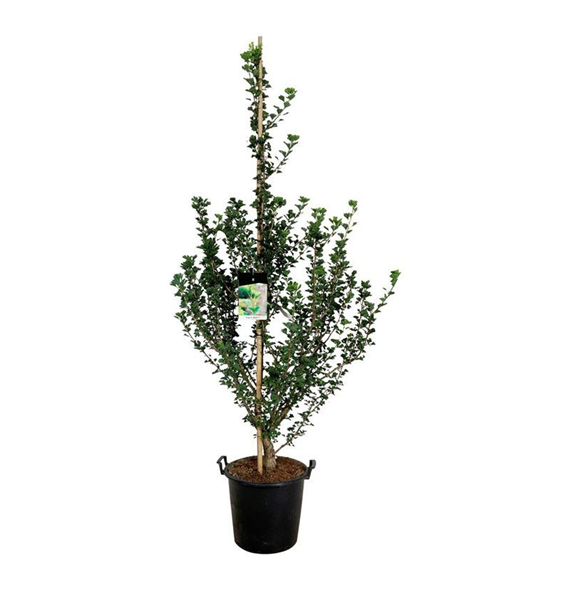 Ginkgo biloba 'Menhir' F00007053