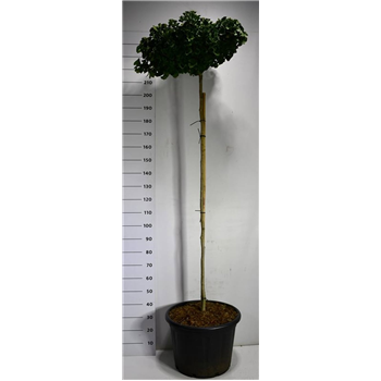 Ginkgo biloba 'Mariken' F00006355