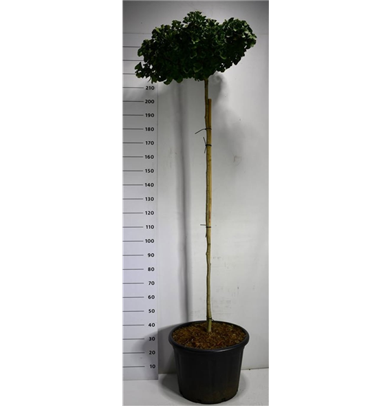 Ginkgo biloba 'Mariken' F00006355