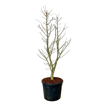 Ginkgo biloba 'Millstone' F00007080