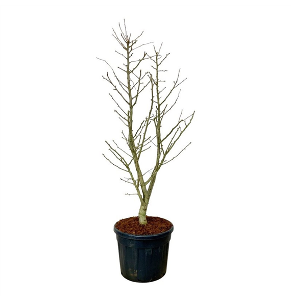 Ginkgo biloba 'Millstone' F00007080
