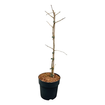 Ginkgo biloba 'Select Compact' F00007385