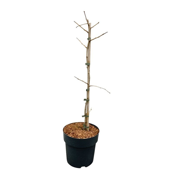 Ginkgo biloba 'Select Compact' F00007385