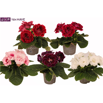 Gloxinia Sonata mix F00000475