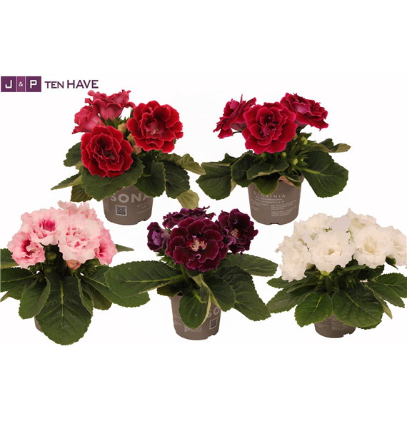 Gloxinia Sonata mix F00000475