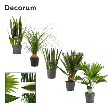 Green plant mix 12 cm F00000637