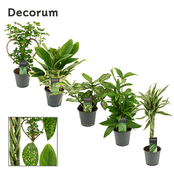 Green plant mix Extreme F00000636
