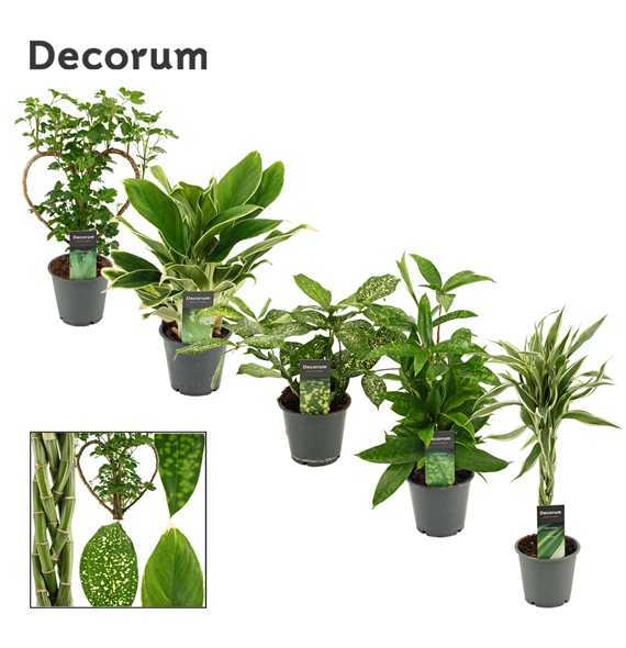 Green plant mix Extreme F00000636