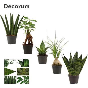 Green plant mix mini 20/tray F00000639
