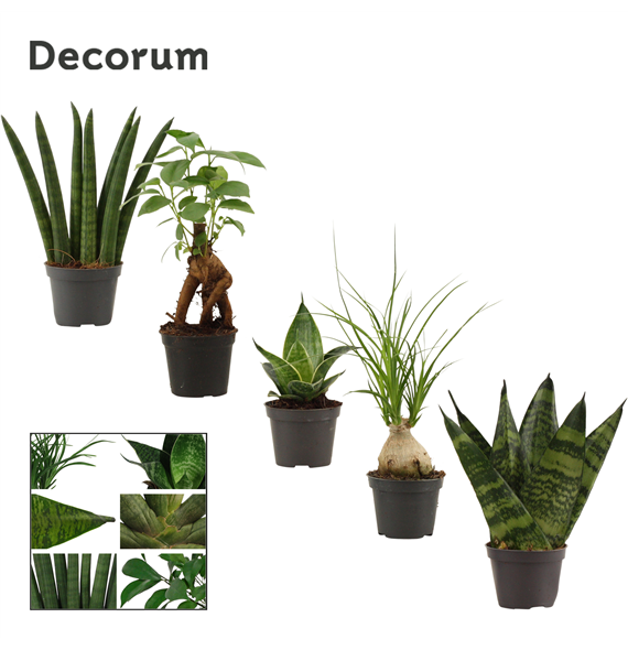 Green plant mix mini 20/tray F00000639