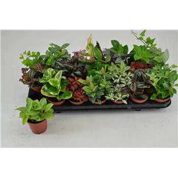 Greenplants mix F00000769