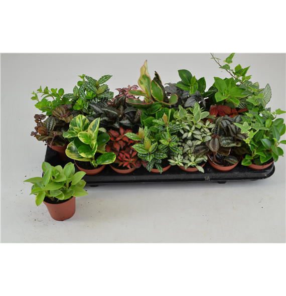 Greenplants mix F00000769