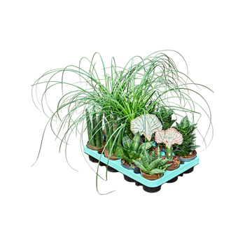 Greenplants mix 12/tray F00000638