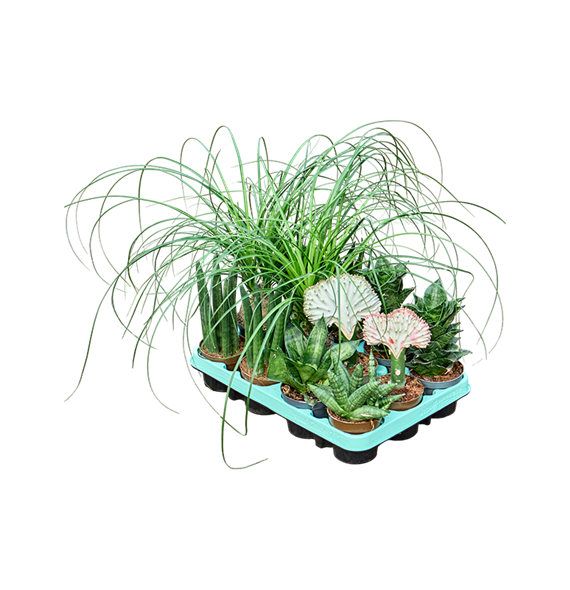Greenplants mix 12/tray F00000638