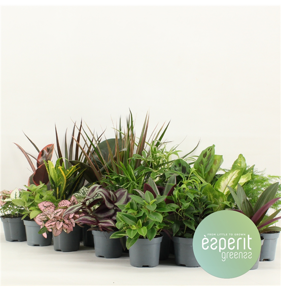 Groenmix Greenss F00001120