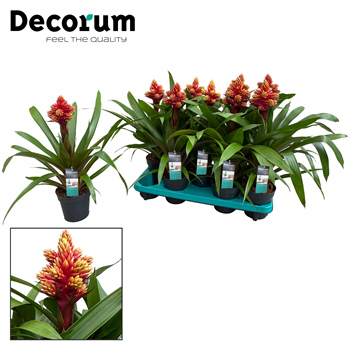Guzmania 'Brush' F00000324