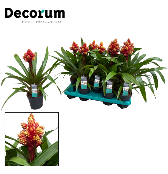 Guzmania 'Brush' F00000324