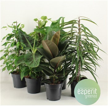 Groenmix Greenss F00001112