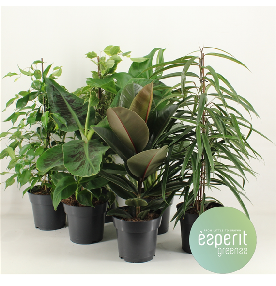 Groenmix Greenss F00001112