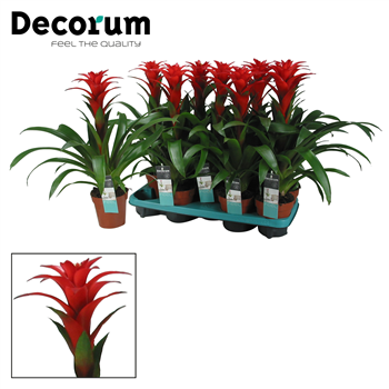 Guzmania 'Calypso' F00000317