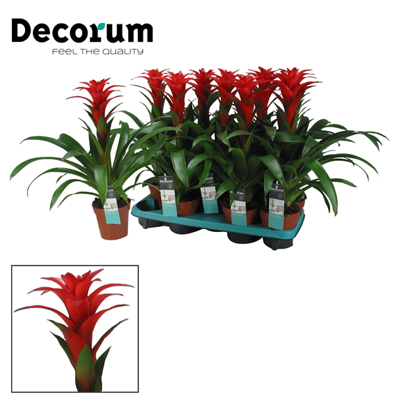 Guzmania 'Calypso' F00000317