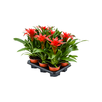 Guzmania 'Calypso' 6/tray 4GUZCBP05