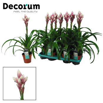 Guzmania 'Candy' F00001157