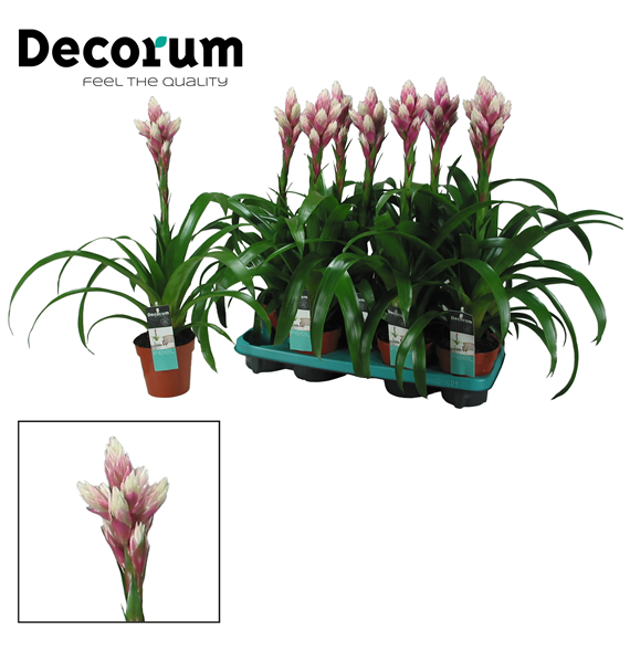 Guzmania 'Candy' F00001157