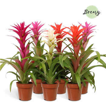 Guzmania 'Charming' F00004490