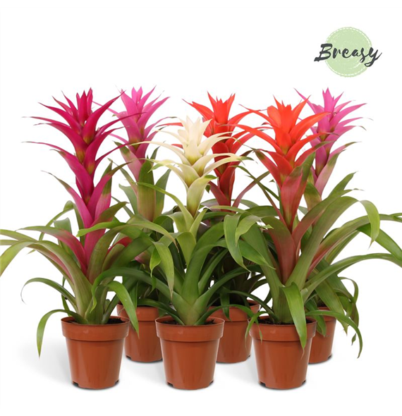 Guzmania 'Charming' F00004491