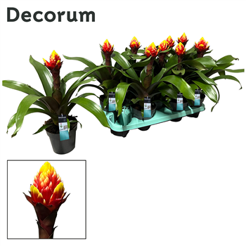 Guzmania 'Crown' F00000318
