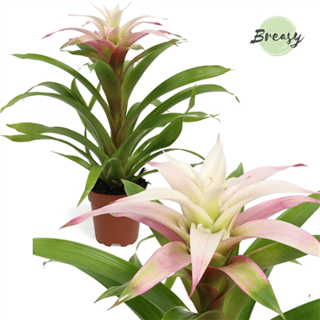 Guzmania 'Deseo Magical White' F00000151