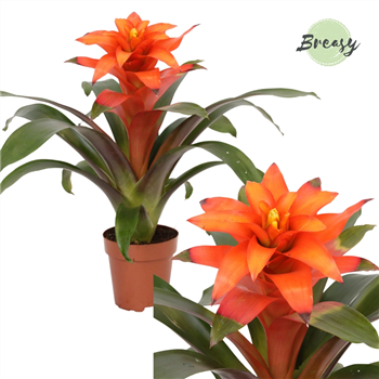 Guzmania 'Fiero Orange' F00001910