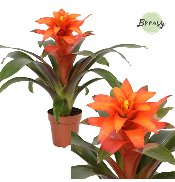 Guzmania 'Fiero Orange' F00001910