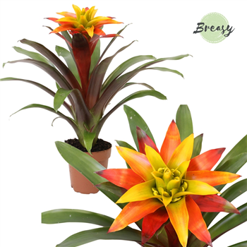 Guzmania 'Fiero Yellow' F00000359