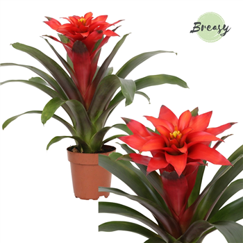 Guzmania 'Fiero Red' F00000256