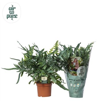 Phlebodium blue star Blue Star - Air So Pure 60cm 19cm Q4860