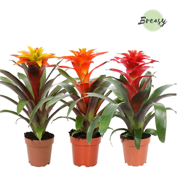 Guzmania 'Fiero' mix F00004877